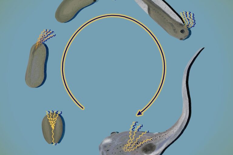 New Findings from “Cyborg Embryos” Offer Valuable Perspectives on the Brain Development of Frogs and Mice