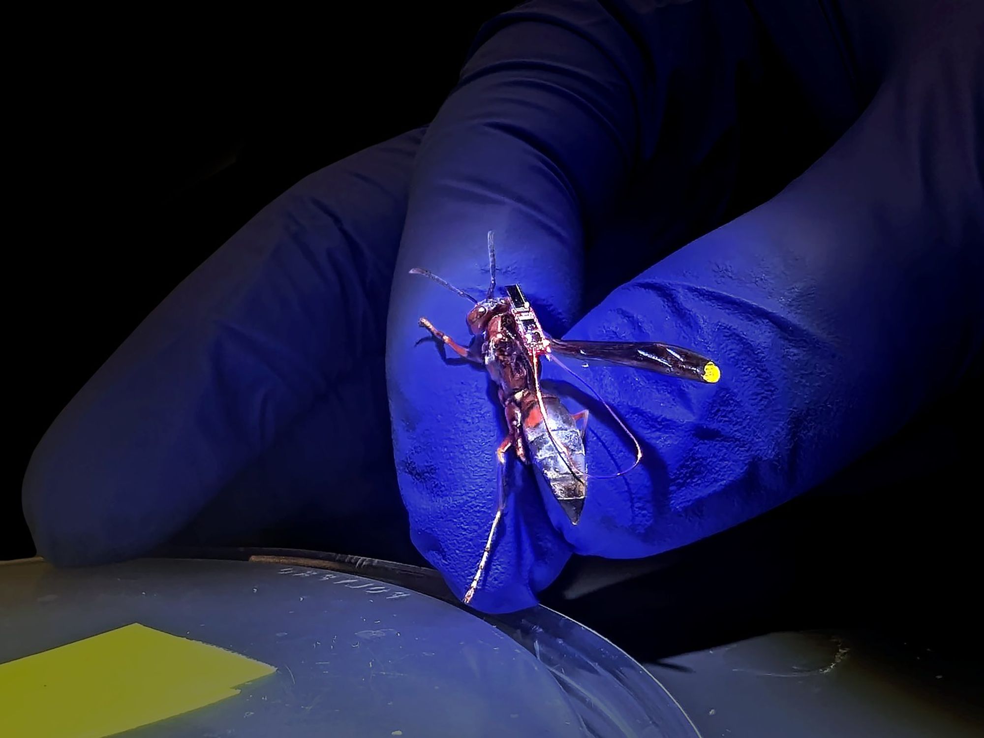 This RF Tag Weighs Less Than a Single Dewdrop