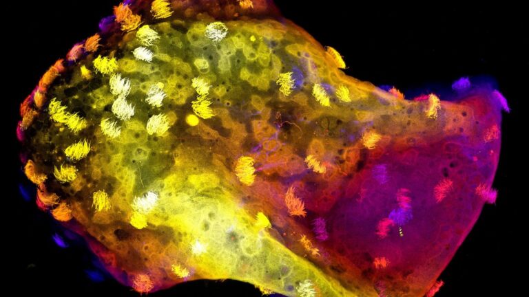 Researchers Create Biological Robots Featuring Functional Nervous Systems