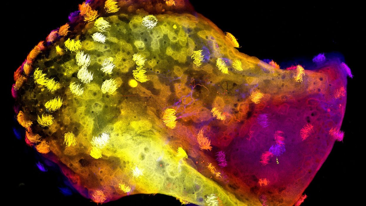 Researchers Create Biological Robots Featuring Functional Nervous Systems