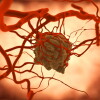 ASCO Highlights: Summit’s PD-1/VEGF Set to Lead the Way, Significantly Influencing Industry Colleagues