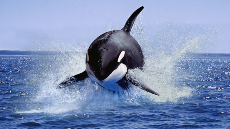 Orca Receives FDA Approval for Allogeneic Blood Cancer Treatment, Pioneering Treg Cell Therapy
